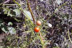 Asparagus maritimus