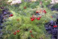 Asparagus officinalis