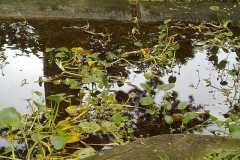 Calla palustris