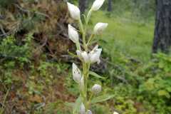 Cephalanthera damasonium