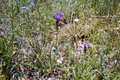 Leopoldia comosa