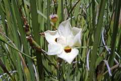 Dietes bicolor