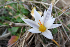 Crocus adamioides
