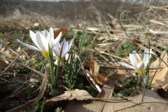 Crocus adamioides