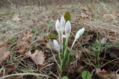 Crocus pallidus