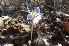 Crocus tommasinianus