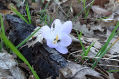 Crocus tommasinianus
