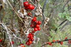 Dioscorea communis