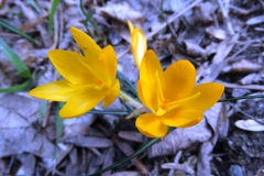Crocus olivieri