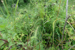 Taeniatherum crinitum