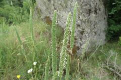 Семейство Poaceae /Житни/ – BOTANICA.gallery