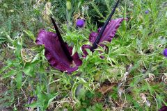 Dracunculus vulgaris
