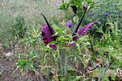 Dracunculus vulgaris