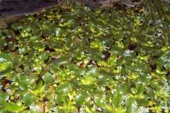 Eichhornia crassipes