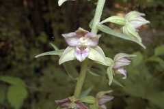 Epipactis purpurata