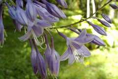 Hosta lancifolia