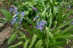 Hyacinthoides non-s cripta