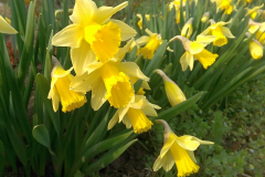 Narcissus pseudonarcissus