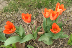 Tulipa gesneriana