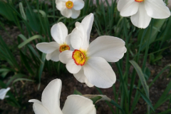 Narcissus poeticus