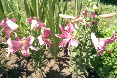 Lilium regale