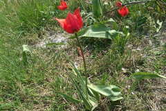 Tulipa agenensis