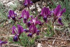 Iris pumila