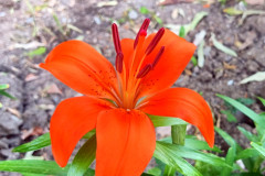 Lilium bulbiferum