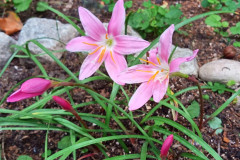 Amaryllis belladonna