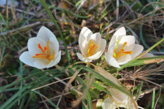 Crocus pallidus
