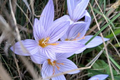 Crocus speciosus