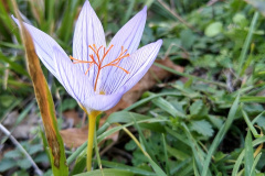 Crocus speciosus