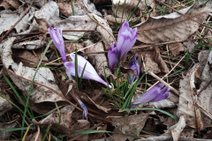 Crocus heuffelianus