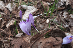 Crocus heuffelianus
