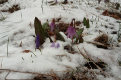 Erythronium dens-canis