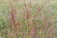 Chrysopogon gryllus
