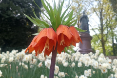 Fritillaria imperialis