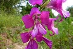 Gladiolus italicus