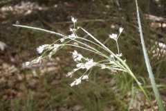 Luzula sylvatica