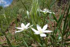 Ornithogalum comosum