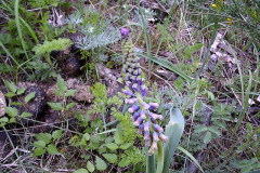 Leopoldia tenuiflora