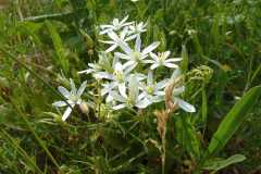 Ornithogalum montanum