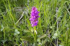 Orchis ovalis