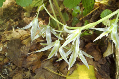 Ornithogalum nutans