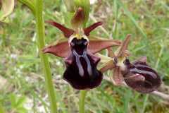 Ophrys mammosa
