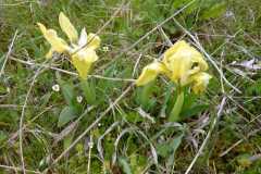 Iris pumila