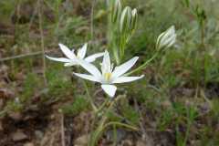 Ornithogalum kochii