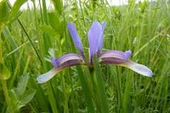 Iris graminea