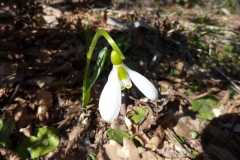 Galanthus elwesii