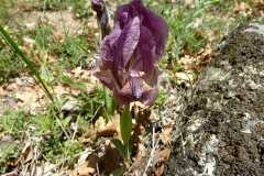Iris suaveolens